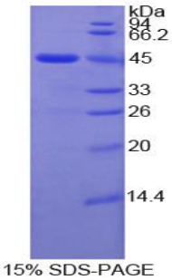 基质金属蛋白酶10(MMP10)重组蛋白,Recombinant Matrix Metalloproteinase 10 (MMP10)