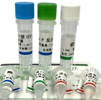 填入法DNA探针末端标记试剂盒,Fill-in DNA End Labeling Kit
