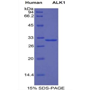 激活素受体样激酶1(ALK1)重组蛋白,Recombinant Activin Receptor Like Kinase 1 (ALK1)