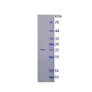 激活素A(ACVA)重组蛋白