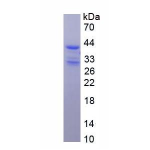 基质细胞衍生因子1(SDF1)重组蛋白