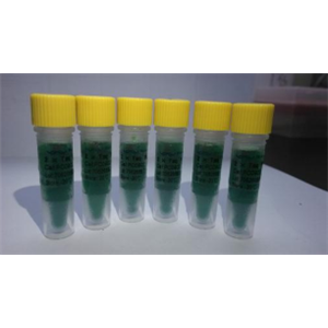 2X染料法荧光定量PCR Mix(2x SYBR qPCR Mix）