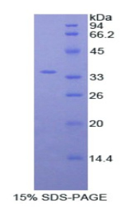 肌球蛋白ⅠF(MYO1F)重组蛋白,Recombinant Myosin IF (MYO1F)