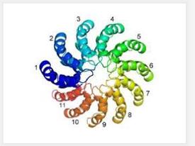 細胞核蛋白提取試劑盒（溶脹法）,Nuclear Protein Preparation Ki