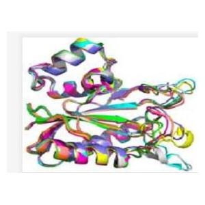 预染蛋白质电泳分子量标准（蛋白Marker 43.0-200.0 KD）