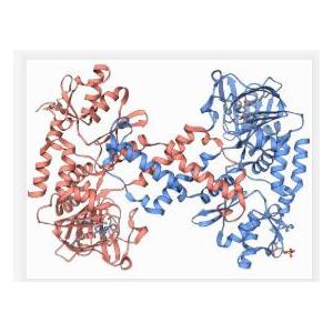 HRP-链霉亲和素专用稀释液