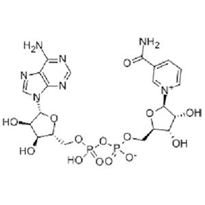 烟酰胺腺嘌呤双核苷酸
