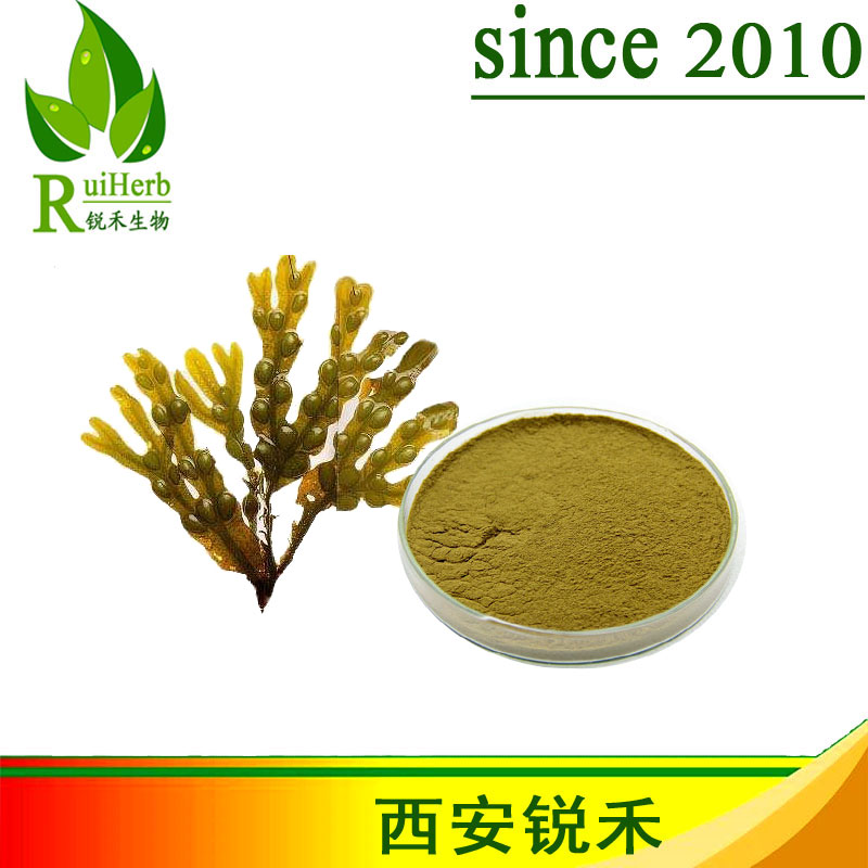 墨角藻提取物,Bladderwrack Extract