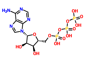 三磷酸腺苷,Adenosine triphosphate