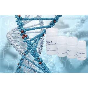 HemoTaq? DNA Polymerase (Blood-resistant)