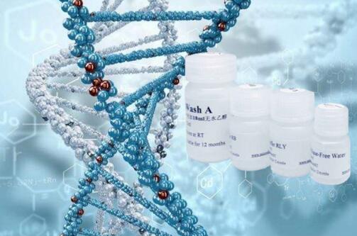 DNA Ladder (0.2-12kb, 12 bands, with BeyoRed)