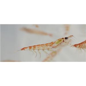 南极磷虾肽,Antarctic krill Peptide