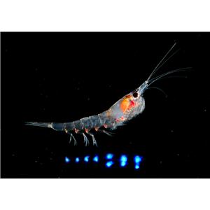 南极磷虾肽,Antarctic krill Peptide