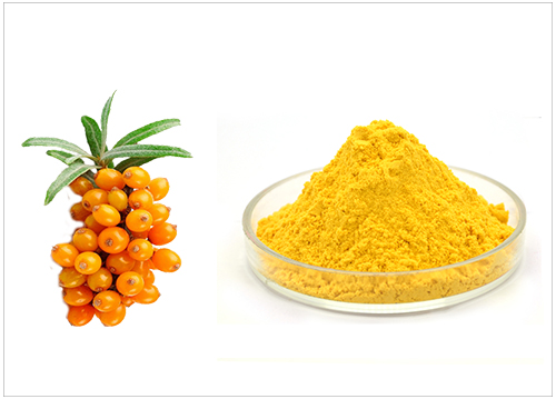 沙棘提取物,Sea Buckthorn Powder