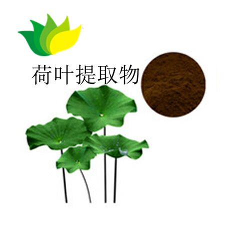 荷叶提取,Lotus Leaf Extract