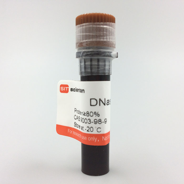 脱氧核糖核酸酶 I,DNase I