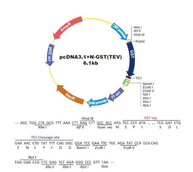 pcDNA31-N-GST-TEV 载体,pcDNA31-N-GST-TEV