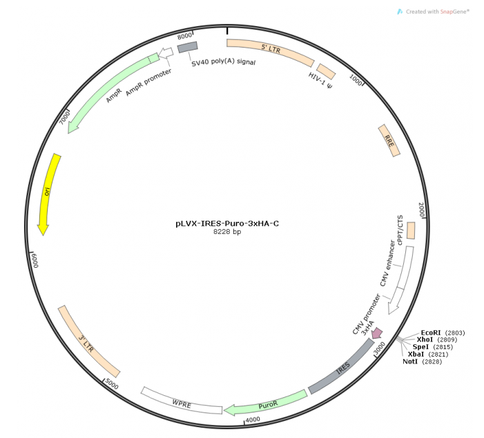 pLVX-IRES-Puro-3xHA-C 載體,pLVX-IRES-Puro-3xHA-