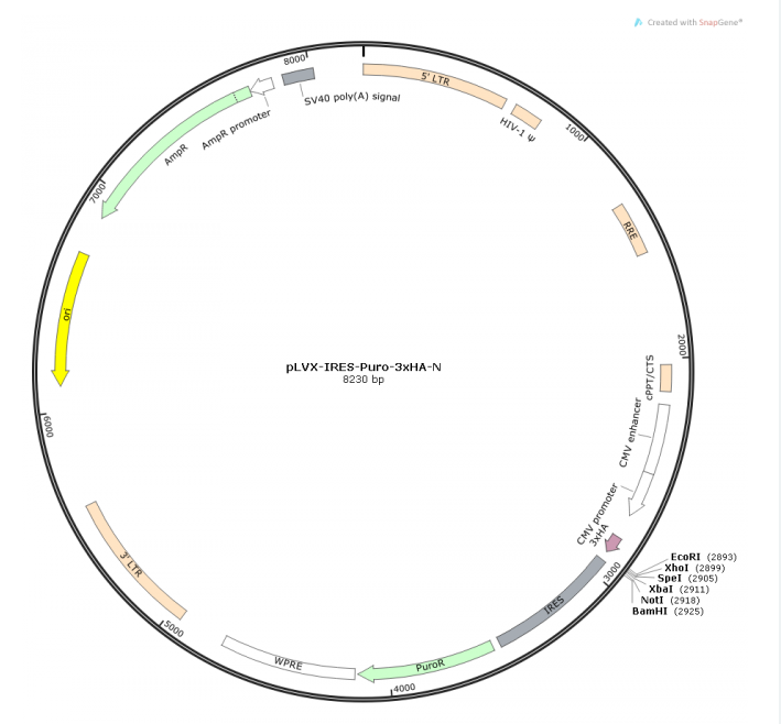 pLVX-IRES-Puro-3xHA-N 載體,pLVX-IRES-Puro-3xHA-