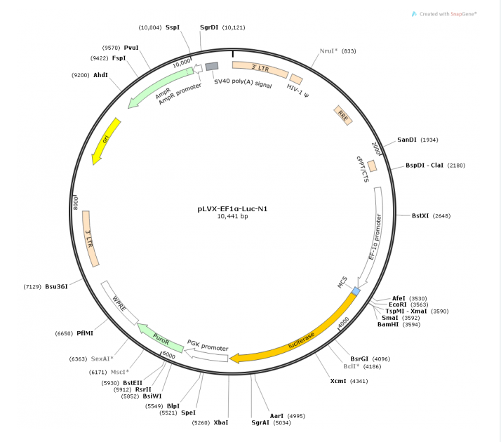 pLVX-EF1α-Luc-N1 載體,pLVX-EF1α-Luc-N1