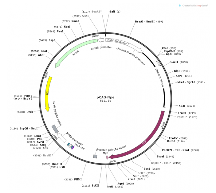 pCAG-Flpe 載體,pCAG-Flpe