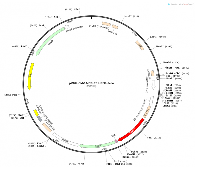 pCDH-CMV-MCS-EF1-RFP+Neo 载体,pCDH-CMV-MCS-EF1-RFP+Neo