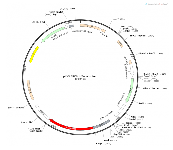 pLVX-IRES-tdTomato-Neo 載體,pLVX-IRES-tdTomato-Ne