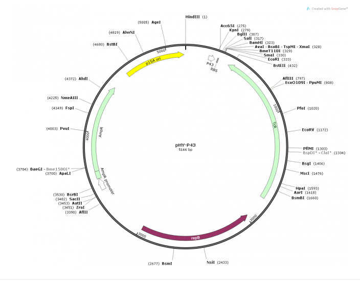 pHY-P43 載體,pHY-P43