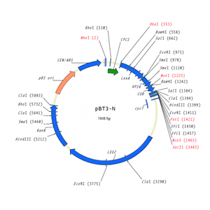 pBT3 -N 载体,pBT3 -N