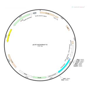 pLVX-mCerulean-N1 载体,pLVX-mCerulean-N