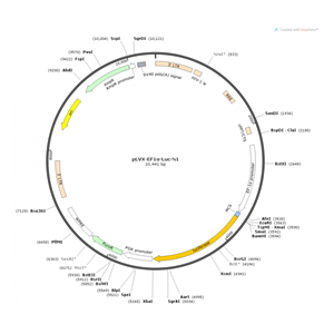 pLVX-EF1α-Luc-N1 載體,pLVX-EF1α-Luc-N1