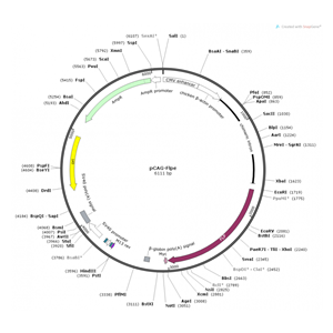 pCAG-Flpe 载体