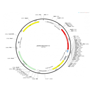 pDsRed-Monomer-C1 载体,pDsRed-Monomer-C