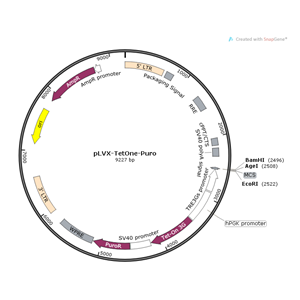 pLVX-TetOne-Puro 载体