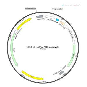 pGL3-U6-sgRNA-PGK-puromycin 载体