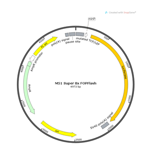 M51 Super 8x FOPFlash (TOPFlash mutant) 载体