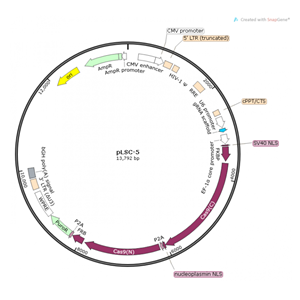 pLSC-5 载体