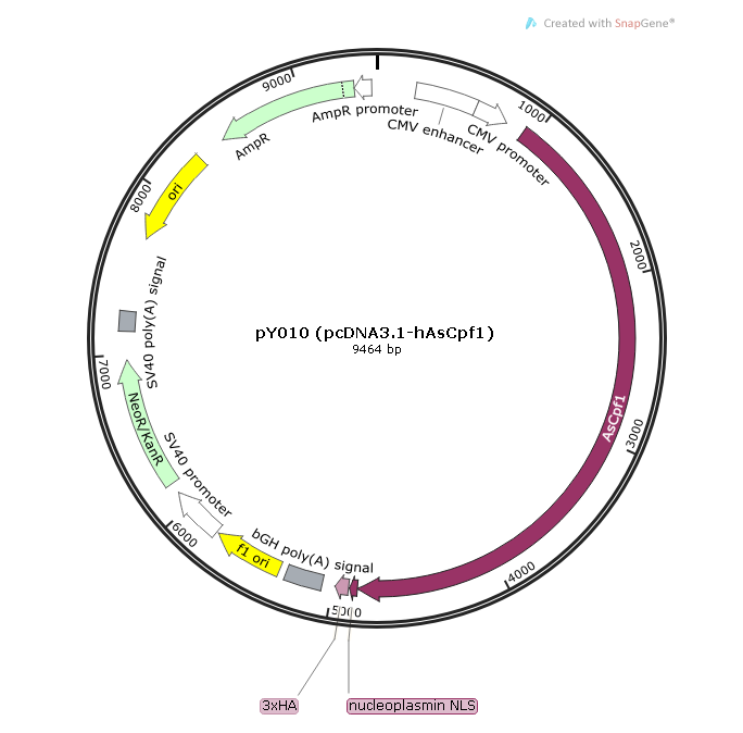 pY010 (pcDNA31-hAsCpf1) 载体,pY010 (pcDNA31-hAsCpf1