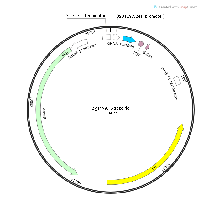 pgRNA-bacteria 载体,pgRNA-bacteri