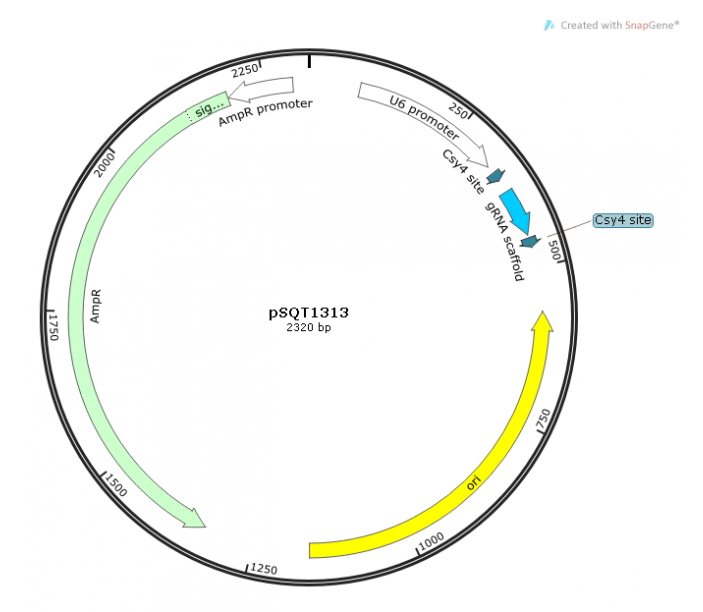pSQT1313 载体,pSQT1313