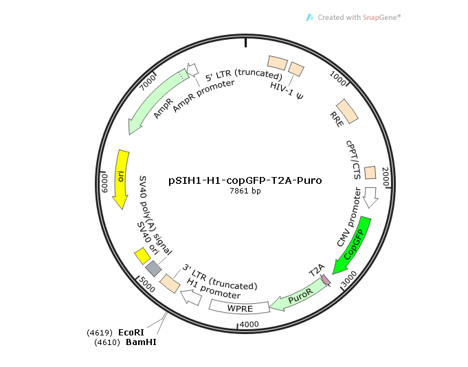 pSIH1-H1-copGFP-T2A-Puro 载体,pSIH1-H1-copGFP-T2A-Puro