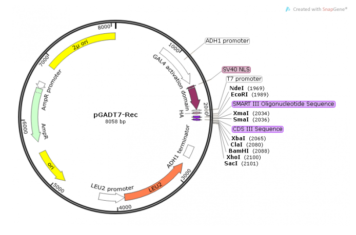 pGADT7-Rec 載體,pGADT7-Rec