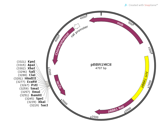 pBBR1MCS 載體,pBBR1MCS