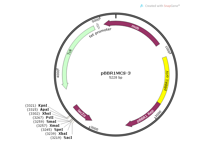 pBBR1MCS-3 载体,pBBR1MCS-3
