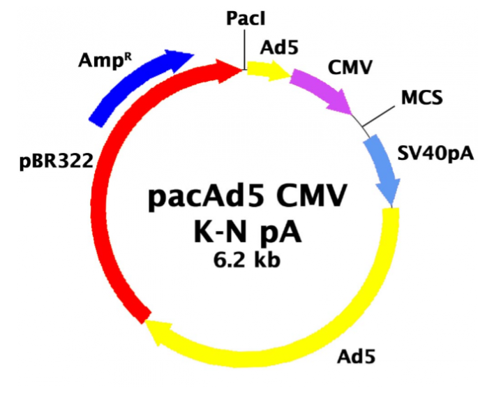 pacAd5 CMVK-NpA 載體,pacAd5 CMVK-NpA