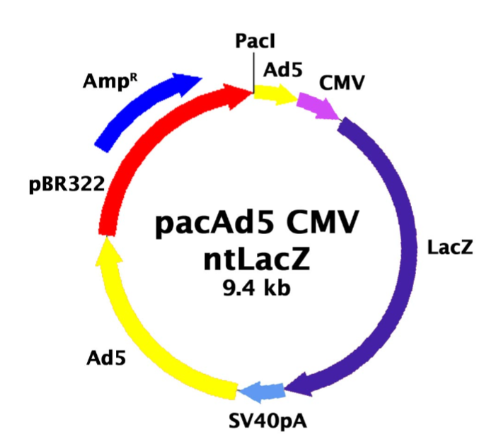 pacAd5 CMV-ntLacZ 载体,pacAd5 CMV-ntLac