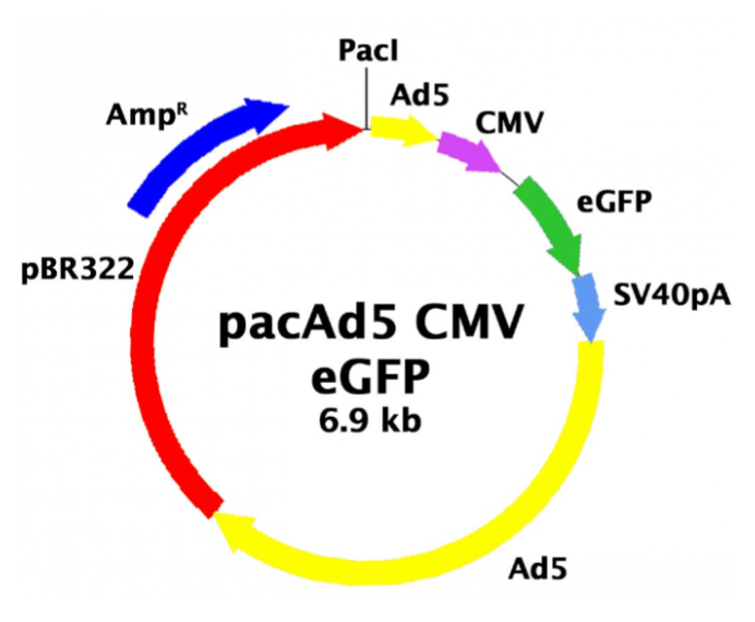 pacAd5 CMV-GFP 载体,pacAd5 CMV-GFP