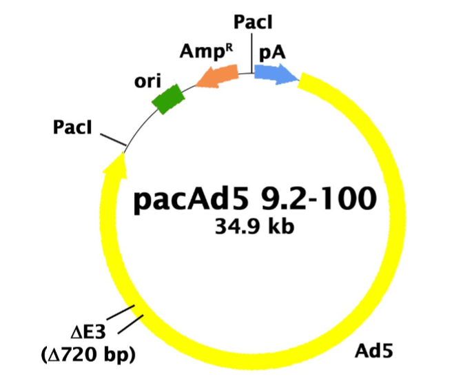pacAd5 92-100 载体,pacAd5 92-10