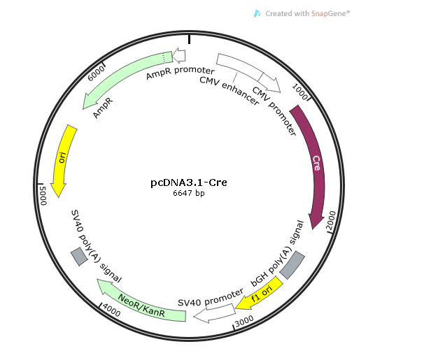pcDNA31-Cre 载体,pcDNA31-Cre