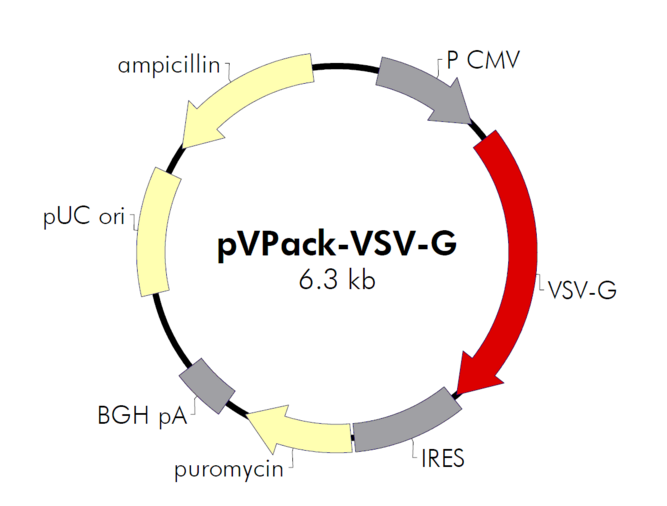 pVPack-VSV-G 載體,pVPack-VSV-G